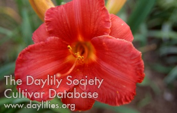 Daylily Jesse James
